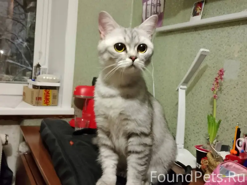 Найдена кошка в подъезде 4 дом...