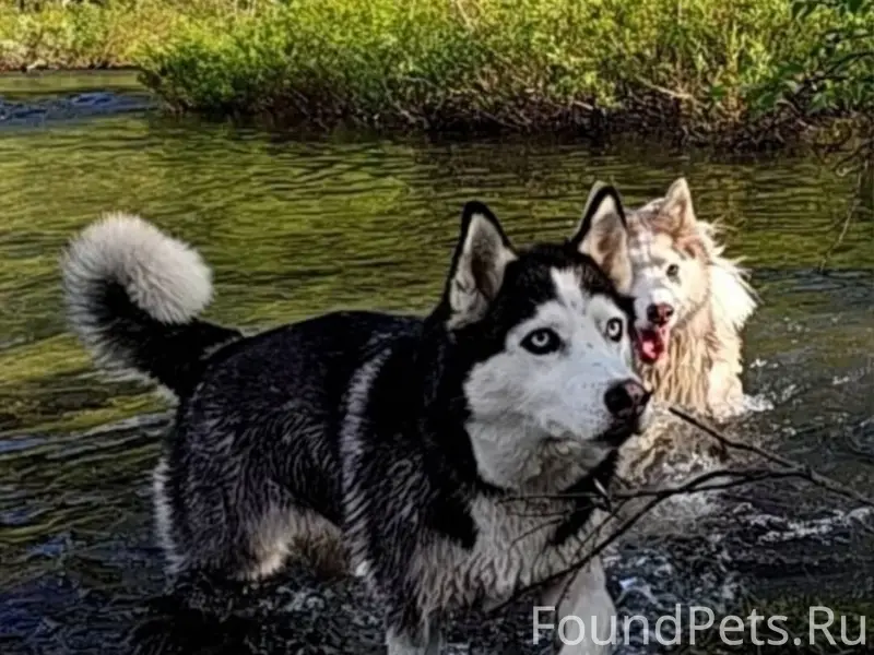 Приветствую. Убежала собака, в...