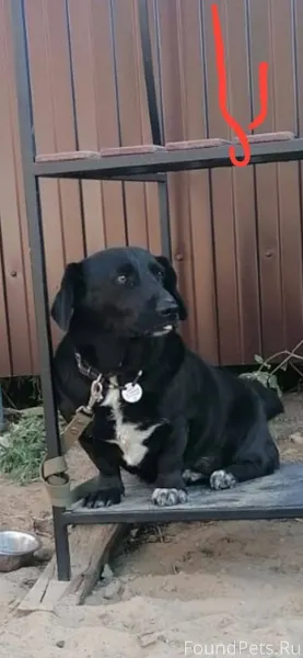 Убежала собака,Малыш,18 дней н...