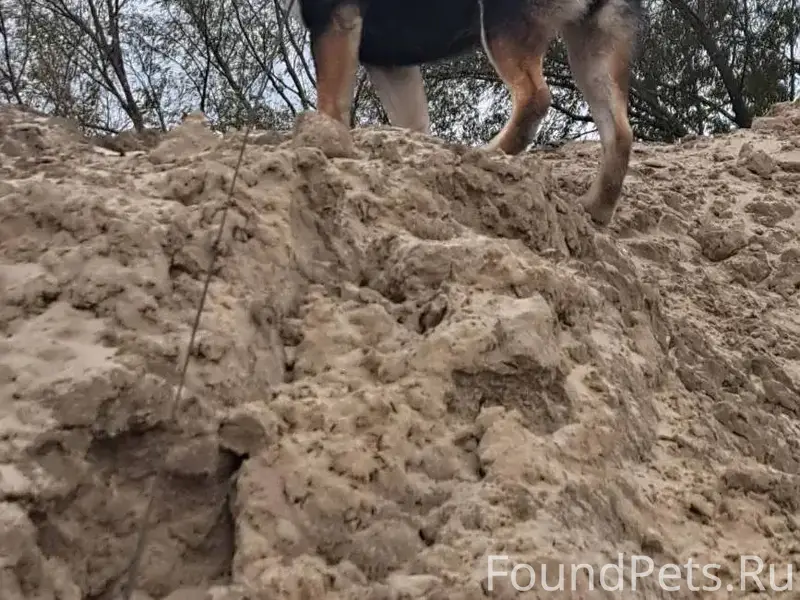 Убежала собака сиба-ину по кли...