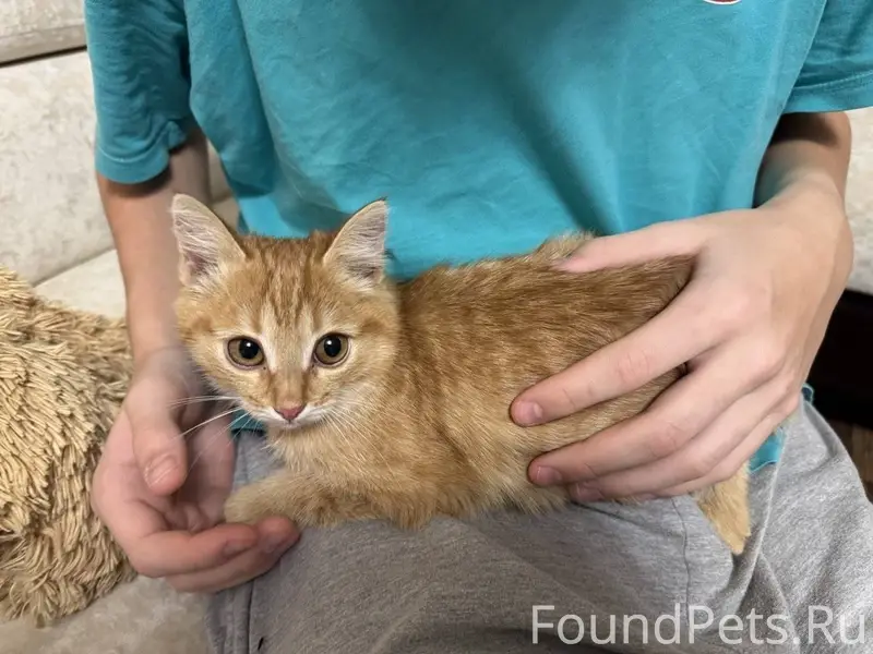 В районе Киртбая найден котено...