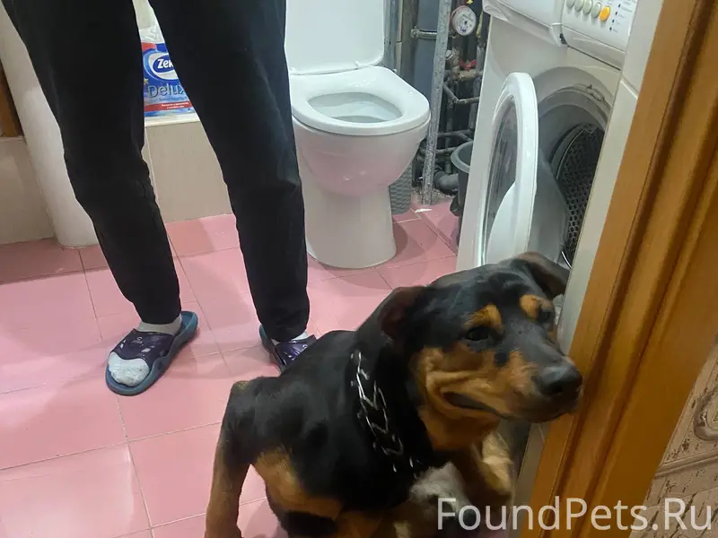 Найдена собака. 4.12.26 Мальчи...