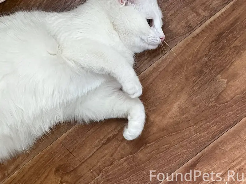 Пожалуйста, помогите найти кот...