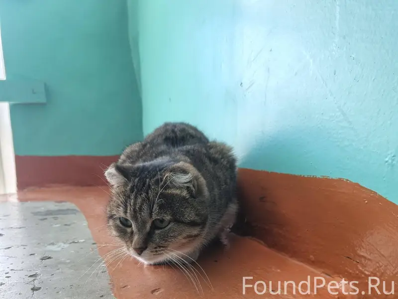 Найдена кошка в тулуне с черны...