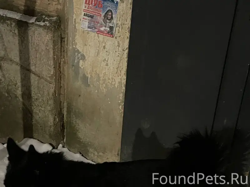 Потерялся пёс - лайка. Чёрного...