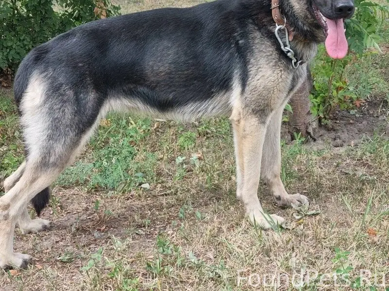 Не по теме ПРОПАЛА СОБАКА ПО.....