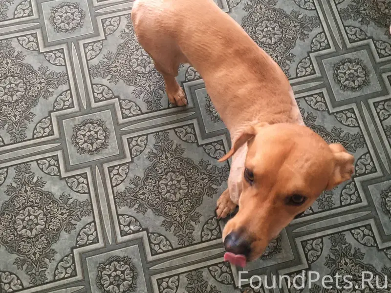 Пропала собака, район Берёзова...