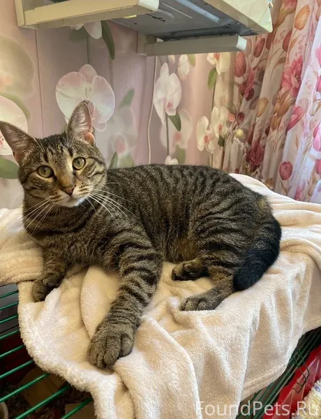 Владивосток новости Большой се...