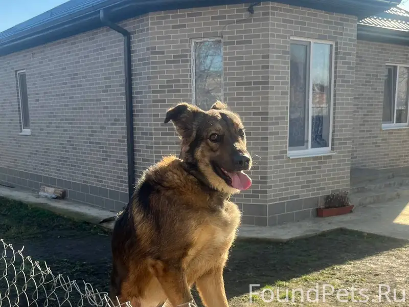 ПРОПАЛА собака дома в последни...