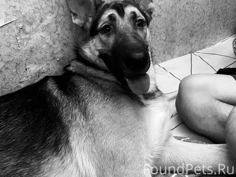 Потерялась собака в д павлищев...