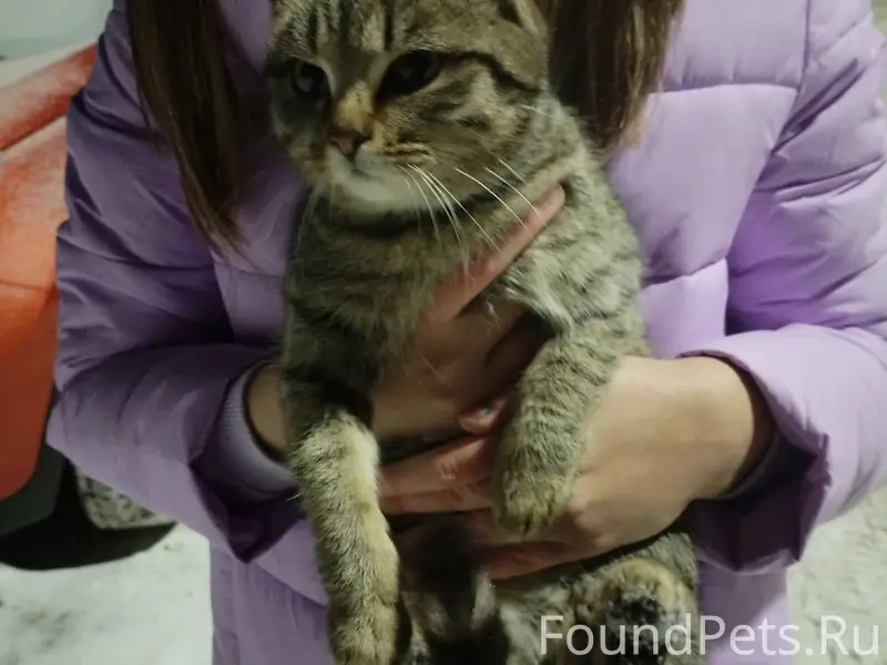 Найдена кошка.г.Барнаул частны...