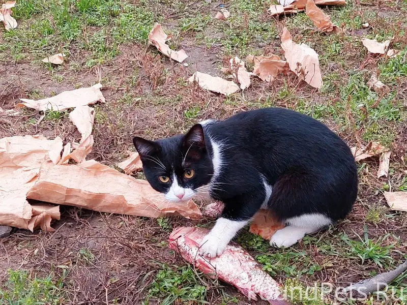 Пропал кот! Пожалуйста, максим...