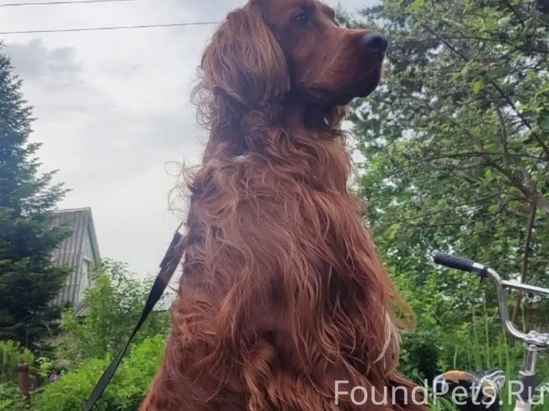 Пропал пёс. Зовут Штиль. Будем...