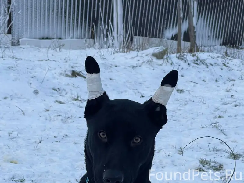 Апатиты 🆘 помогите найти ‼️реп...