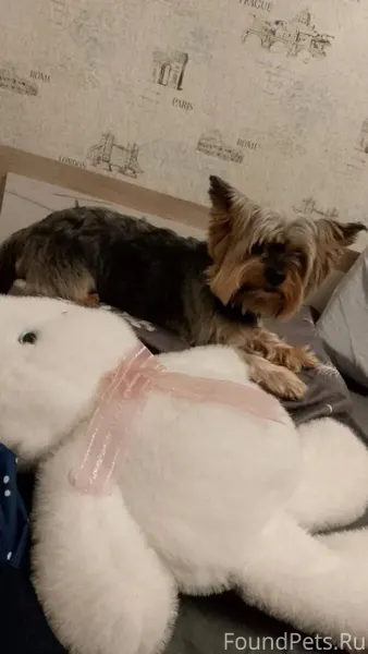 Пропала собака! Кличка: Веня. ...