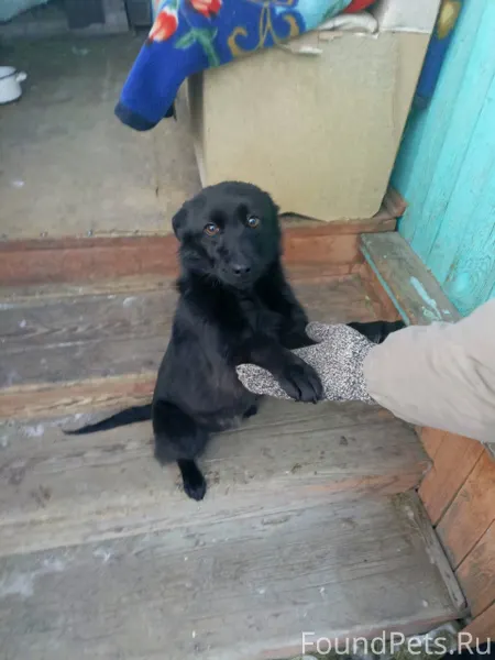 Найдена не большая молодая соб...