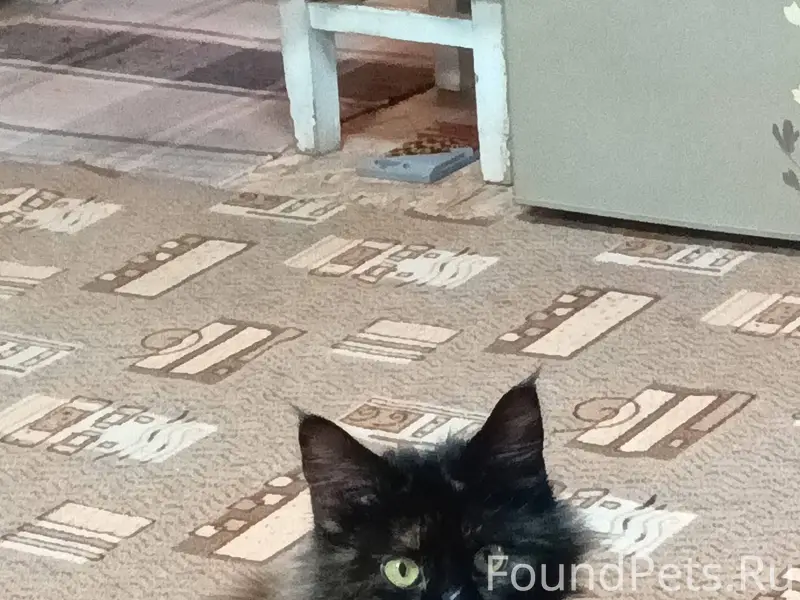 Найдена кошка, может кто то ищ...