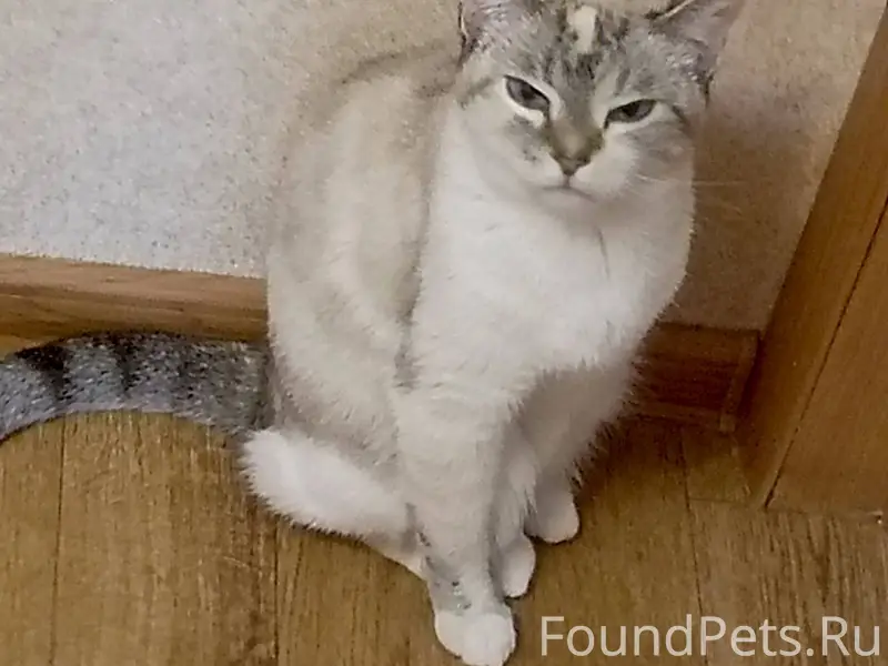 ‼️СРОЧНО‼️ Пропала кошка, клич...