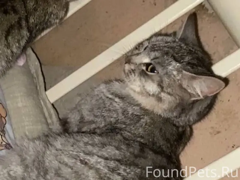 Пропала кошка (с синем ошейник...