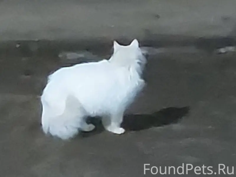 Всем доброго дня. Во дворе Сад...