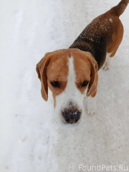 Кто потерял собаку? Три дня бе...