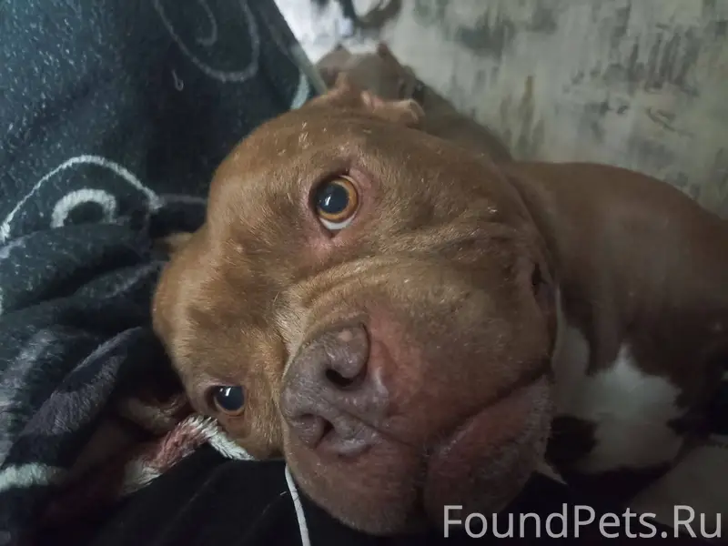 Пропала собака! Северная сторо...