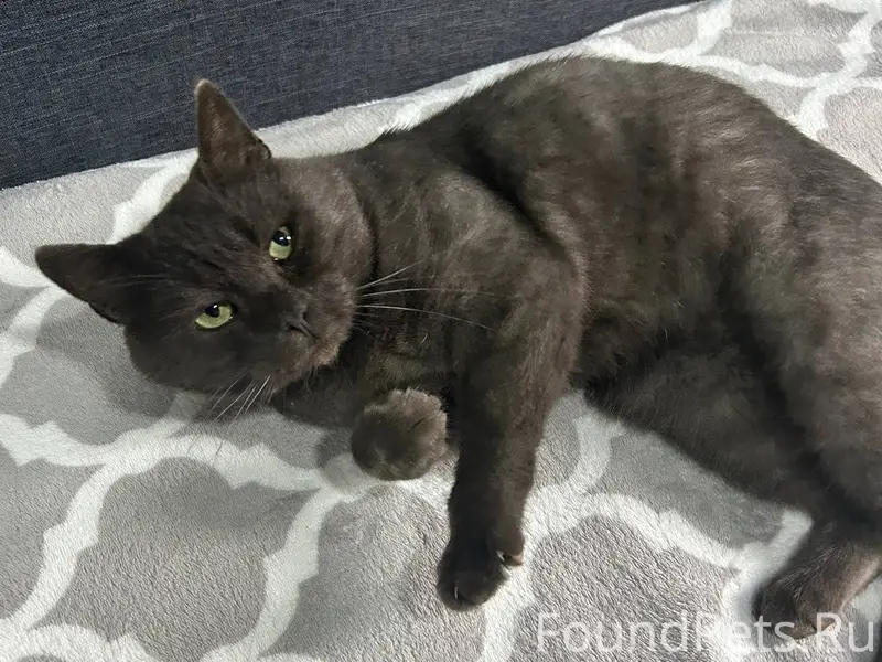 Здравствуйте. Пропал кот залин...