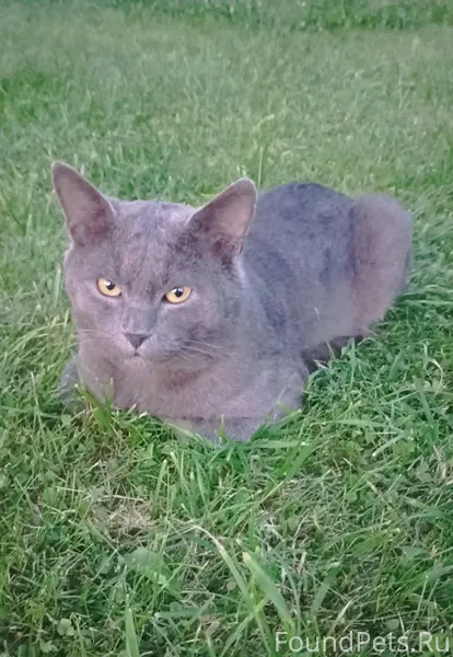 Ищем своего котика. Пропал в р...