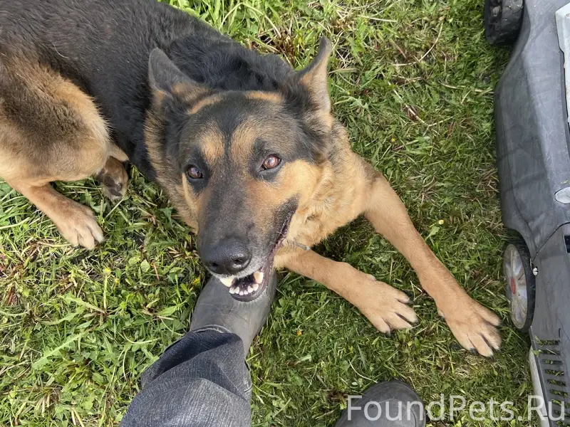 Пропала собака по кличке Грей ...