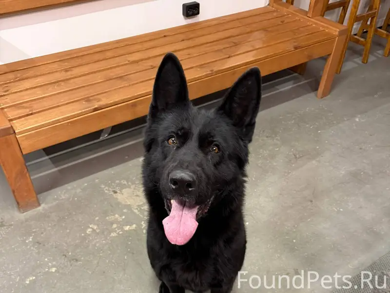 Добрый вечер. Найден пес - мол...