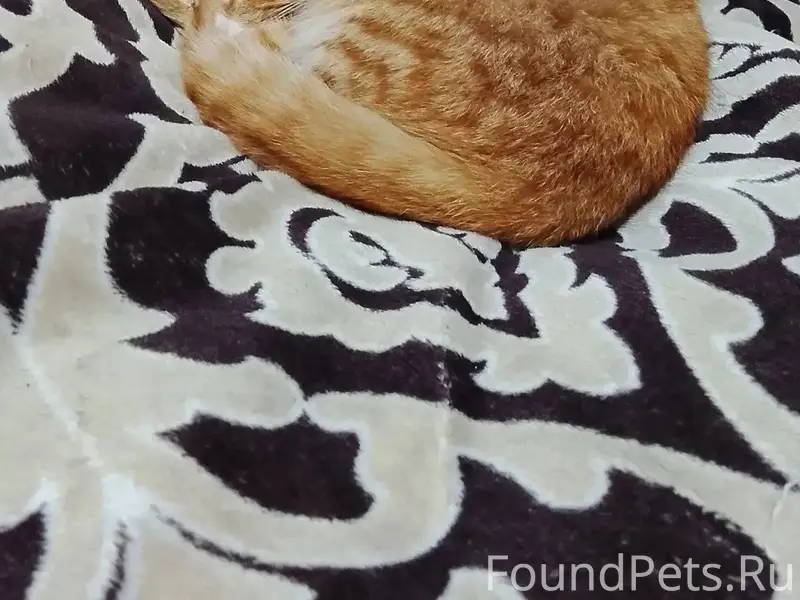 Пропал котёнок просьба кто его...