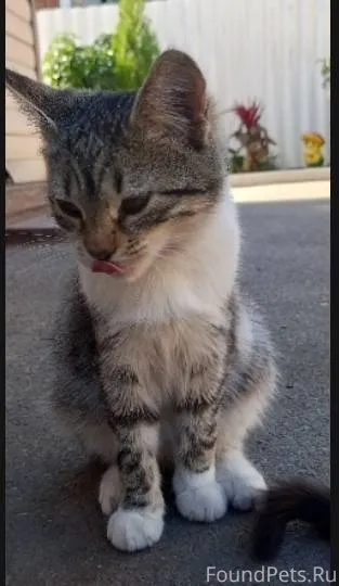Пропала кошка, нету 5 дней, от...