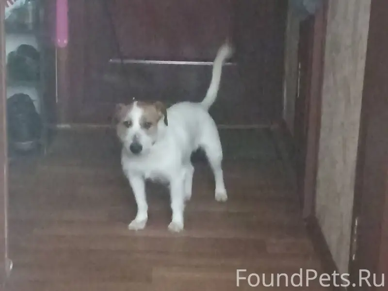 Найдена собака. Бежала утром п...