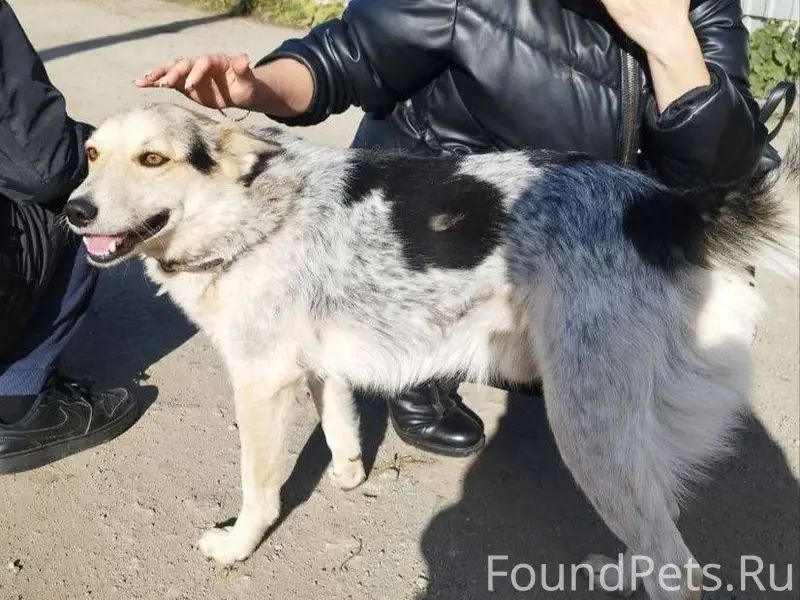 Пропал любимый член семьи, 2 я...