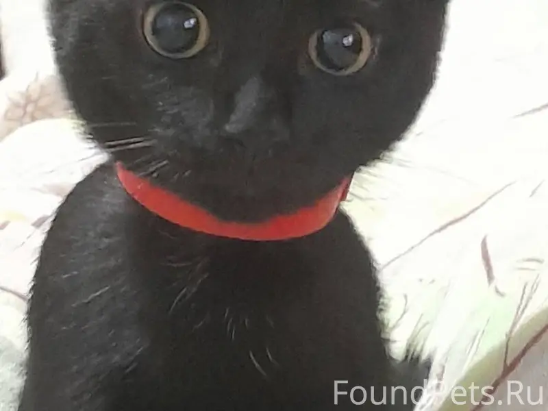 Пропал котёнок (девочка), в ра...