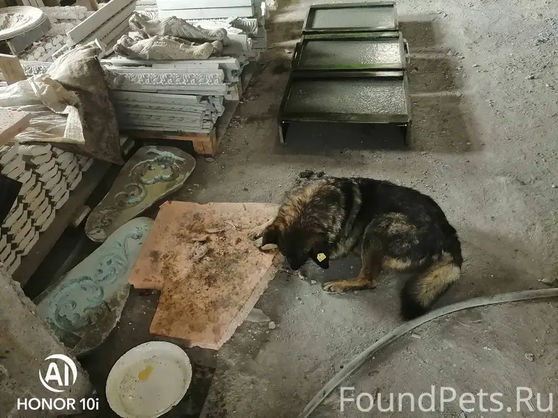 Пропала собака зовут Шарик. На...