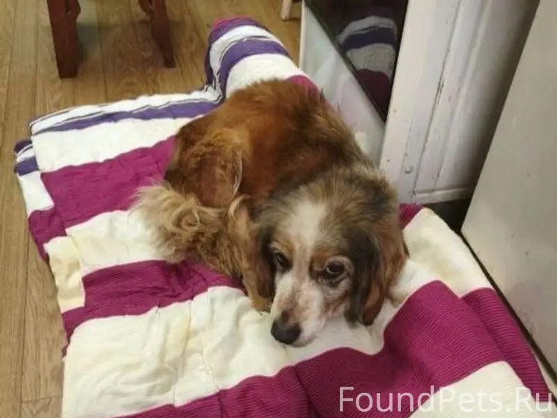 Найдена собака, окрас рыжий с ...