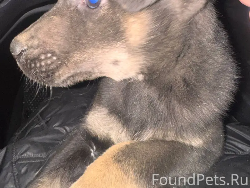 Добрый вечер! Найден щенок на ...