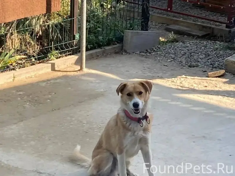 Пропал молодой пес Джек с крас...