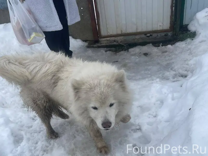Найдена собака породы самоед. ...