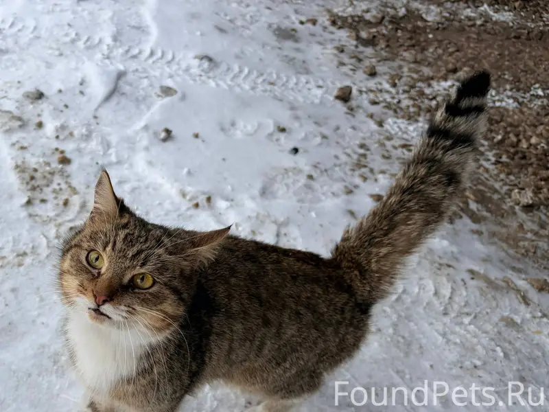 Кто потерял кошку? Видно, что ...