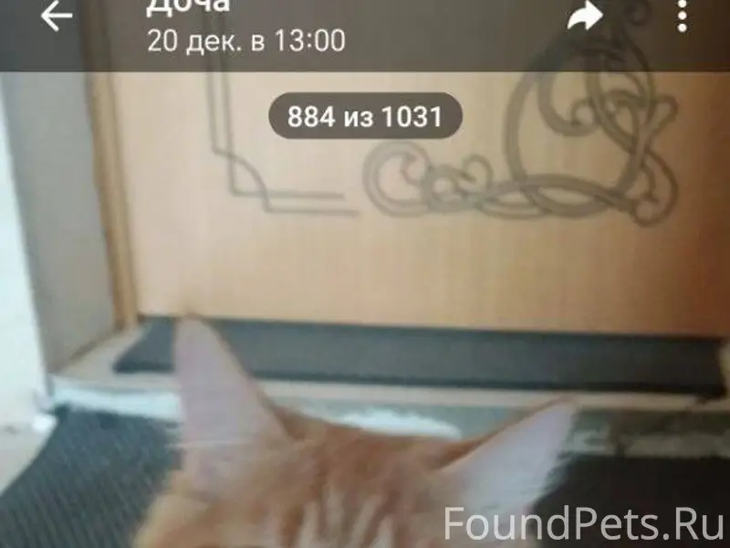 Пропал кот в районе Ленина 27а...