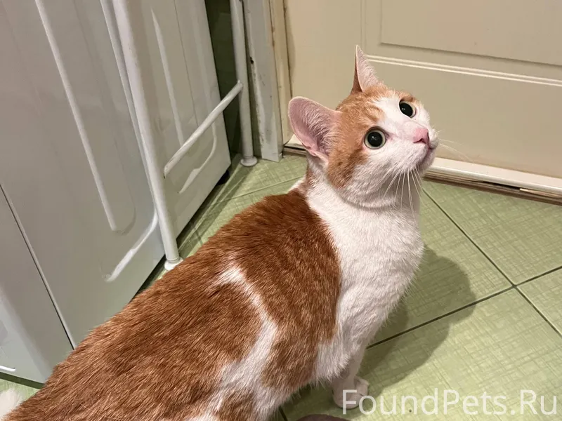 Забрали из подъезда кошку. Лас...