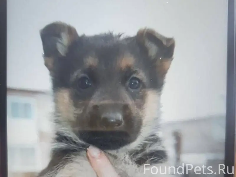 Пропал щенок в Ардоне породы н...