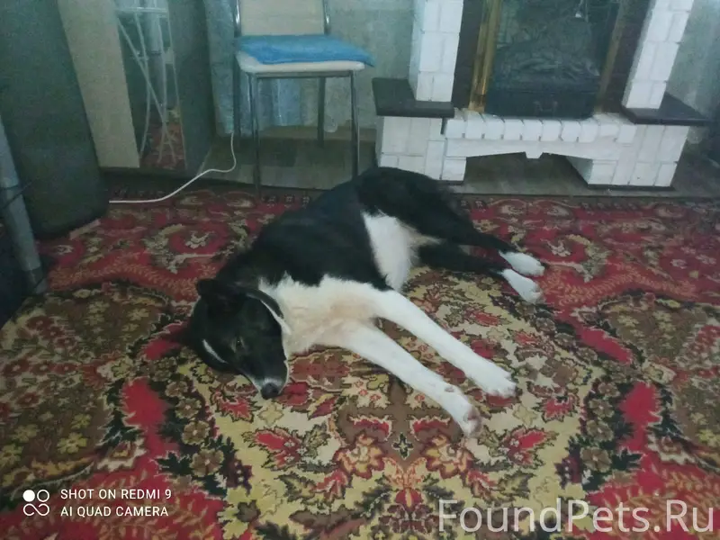 Потерялся щенок 2 дня назад кл...