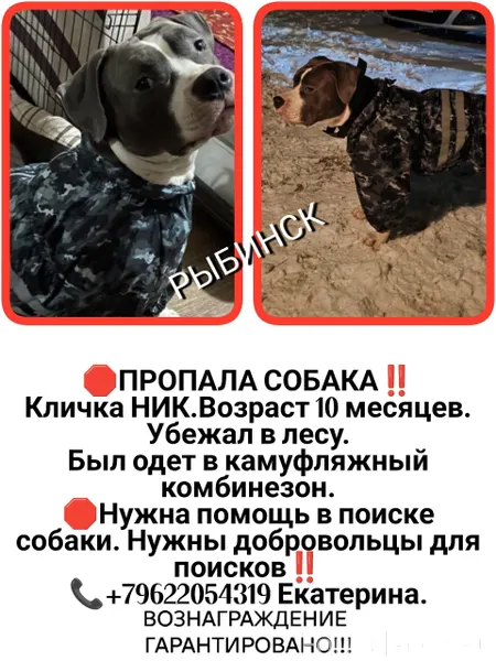 !!! Репост!!! Пропала собака ,...