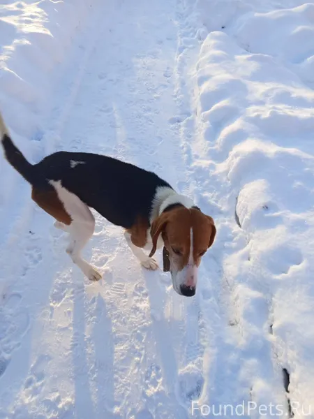 В д. Никольское, возле интерна...
