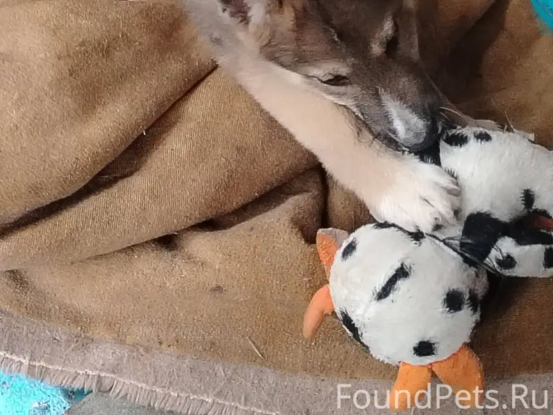 Потерялся щенок в деревне Озер...