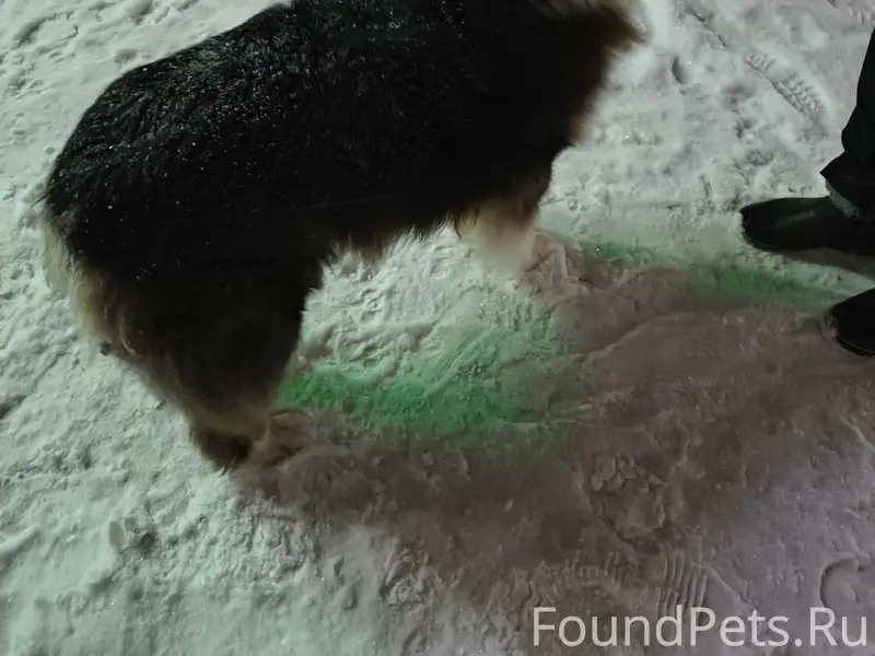 Витебск! Кто потерял собаку?( ...