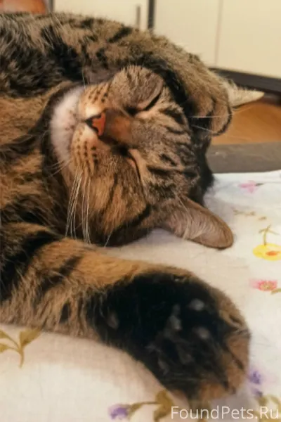 Г.Брянск, пропала кошка, отзыв...